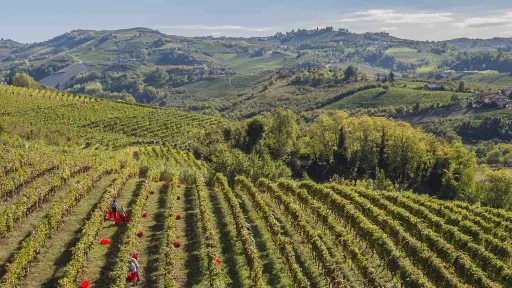 Italy, Piedmont, Cuneo - Wine Tasting with Snacks in Neive, the heart of Langhe