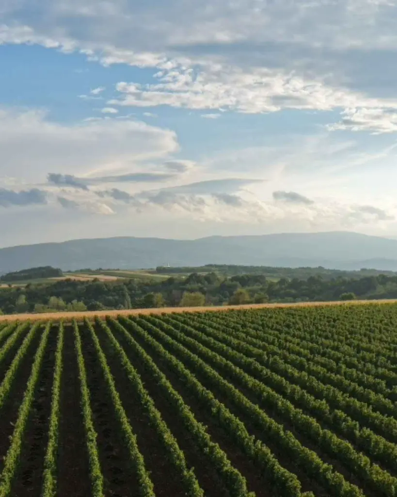 100-women-winery-vineyards.webp