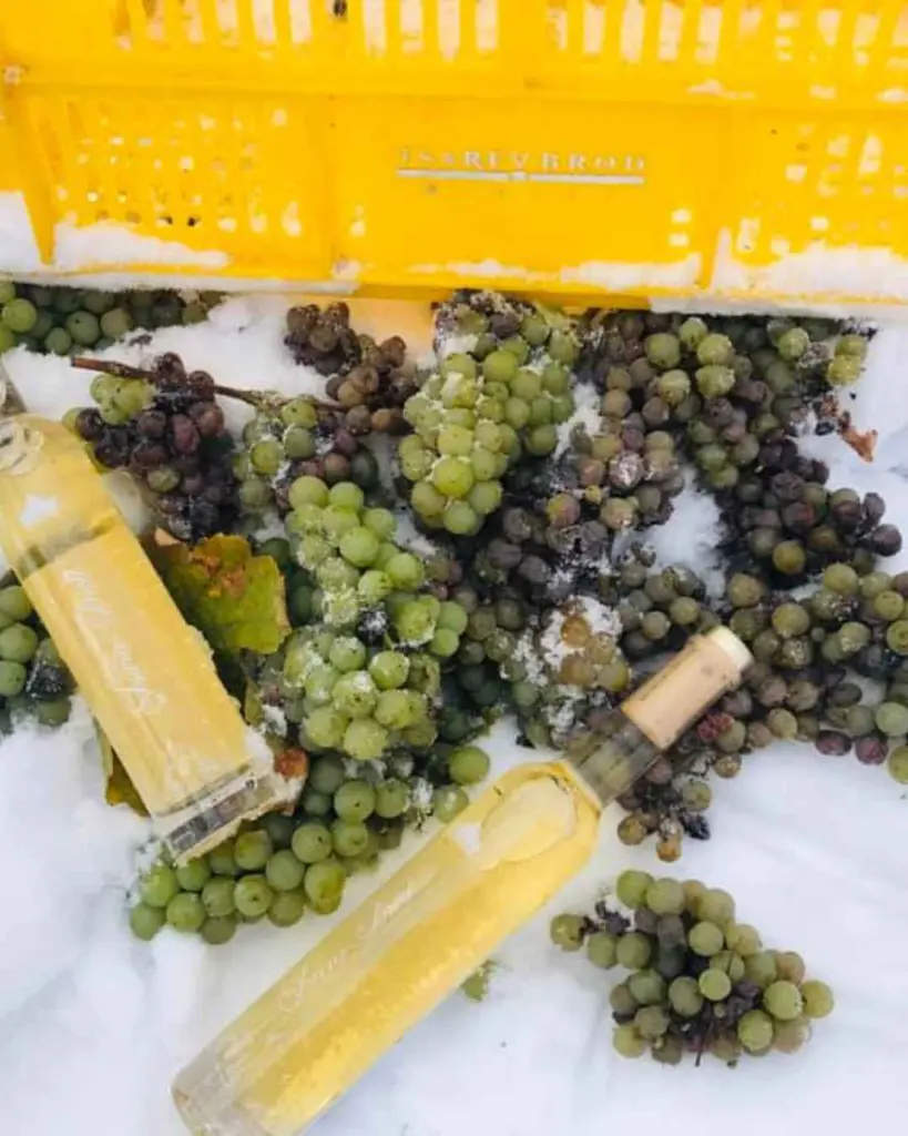 bulgaria-tsarev-brod-grapes.webp