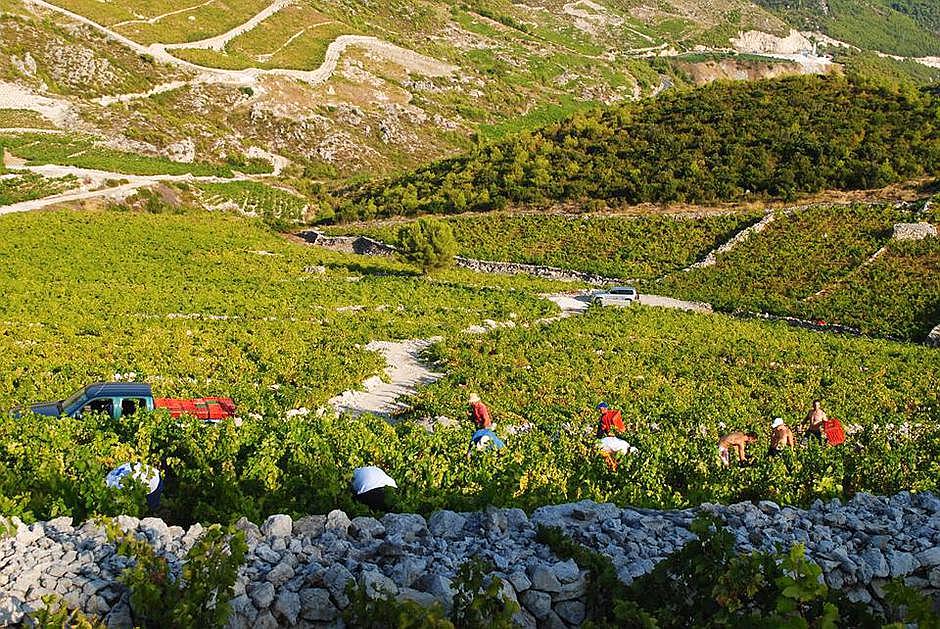 Dubrovnik Premium Wine - Ston Oysters and Wine – Private Half Day Tour