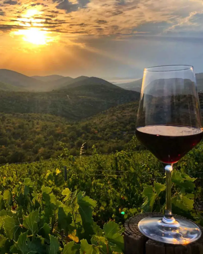 matosin-winery-istria-croatia-vineyards.webp