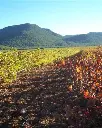 balcona-bodega-vineyards.murcia-spain.webp