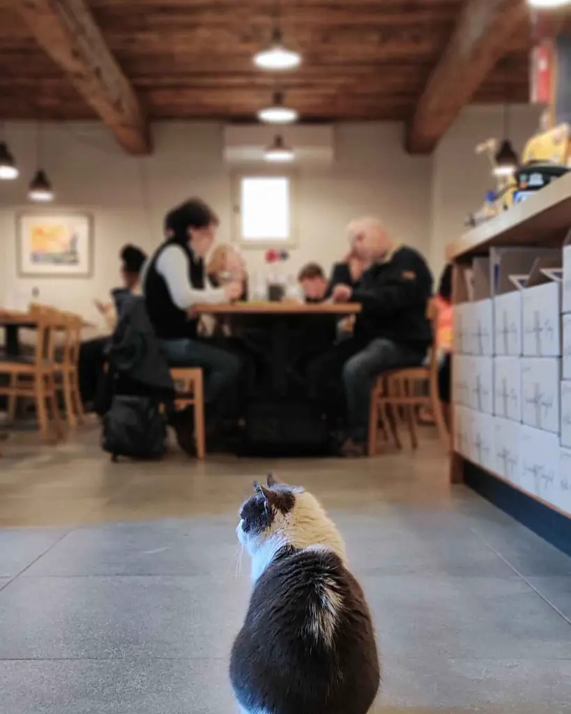 himesudvar-pet-friendly-winery.webp