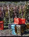 elena-fucci-grape-harvest-italy.webp