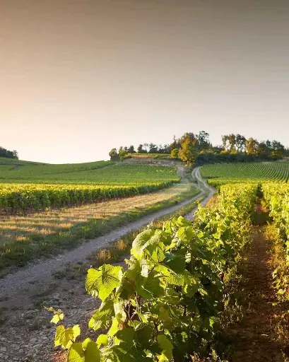 France, Burgundy, Château de Chamirey - Getaway in 4x4 in the heart of the vineyards