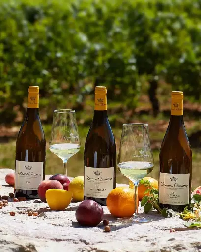 France, Burgundy, Château de Chamirey - Tasting of 5 wines with aperitif board