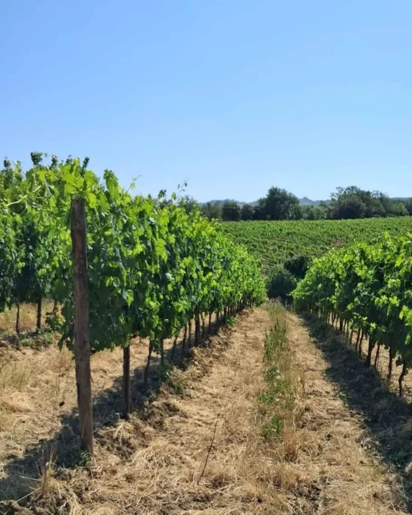 sanlorenzo-winery-tuscany.webp