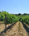sanlorenzo-winery-tuscany.webp