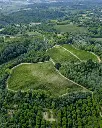 italy-tuscany-fattoria-uccelliera-vineyard.webp