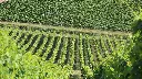 sunset-tour-from-siena-tuscany-vineyards.webp