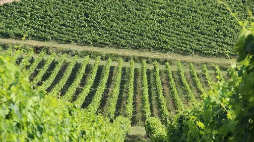 Italy, Tuscany - Sunset Wine Tour from Siena