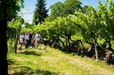 Azienda agricola Fugolo Gianluca - Tour of Valpolicella