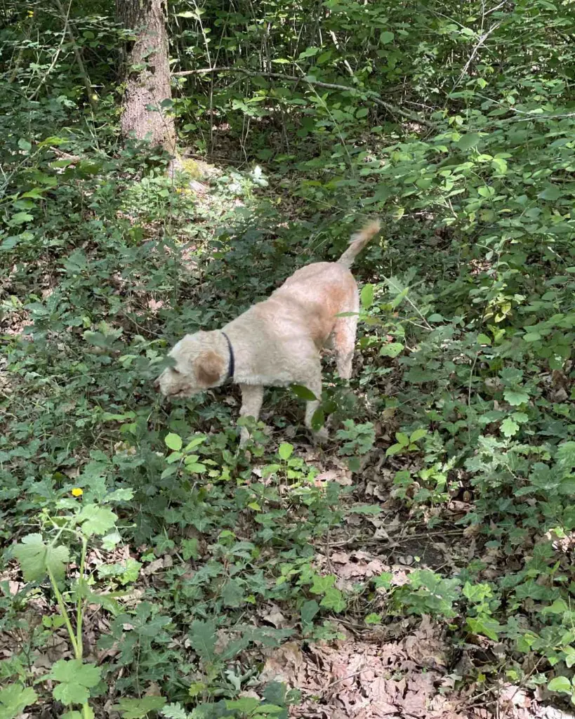 truffle-hunting-tiberini-tuscany-dog.webp