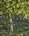 alario-claudio-vineyards-piedmont-italy.webp
