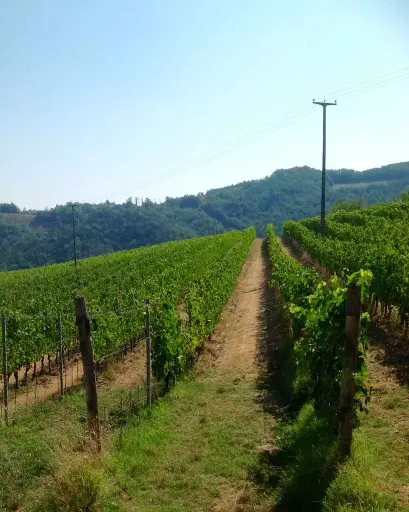 Italy, Piedmont, Sessanea-Azienda Vitivinicola Giulia - Sessanea Classic Wine Tasting