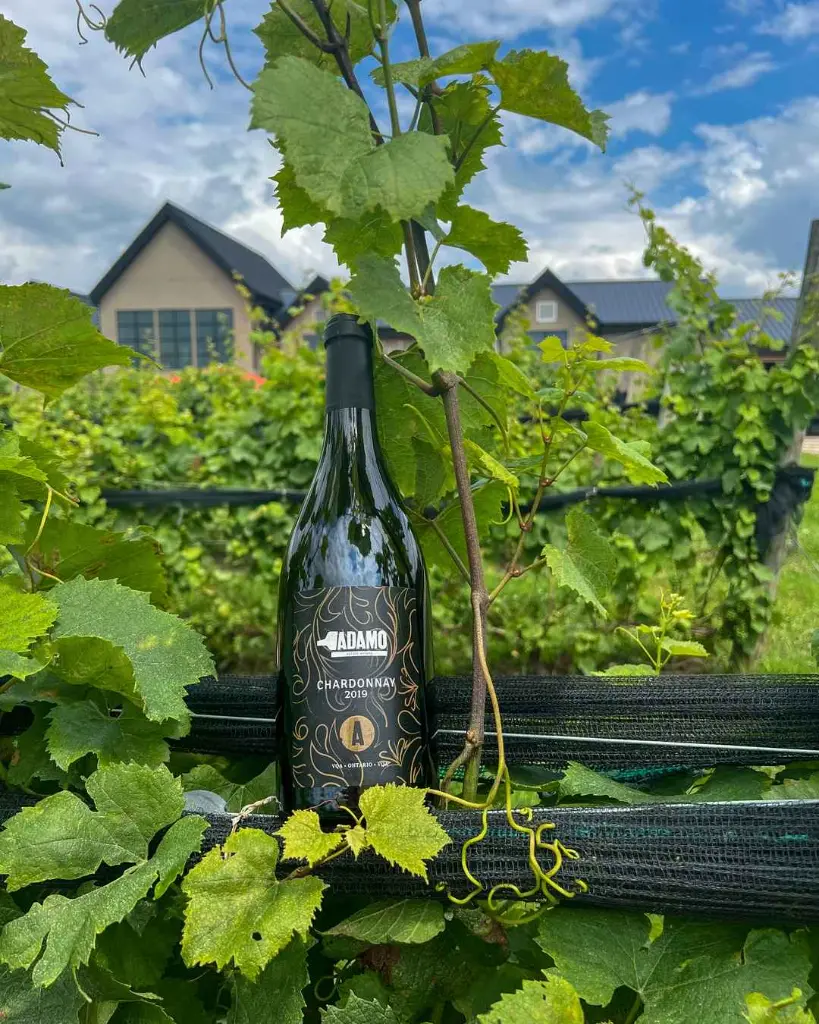 adamo-ontario-estate-wine.webp