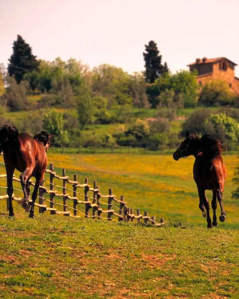 tenuta-degli-dei-chianti-classico-wine-experience-tuscany-italy.webp