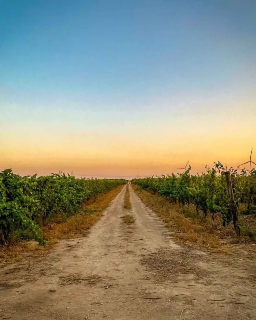 podere-29-vineyard-tour-apulia-italy.webp