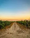 podere-29-vineyard-tour-apulia-italy.webp
