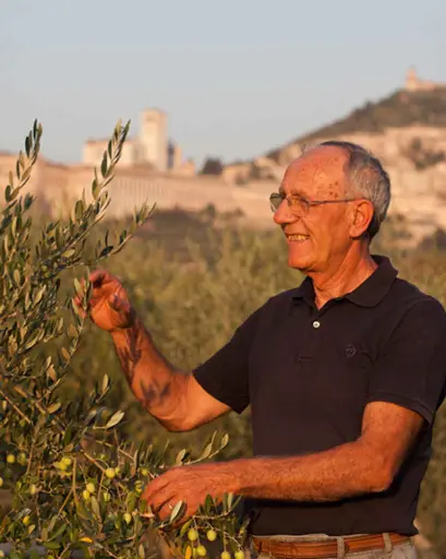 Italy, Umbria, SAIO Assisi - Pic nic lunch in the vineyard of Assisi and guided tasting 5 wines
