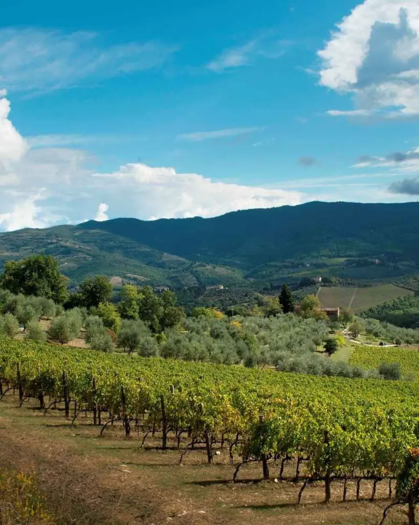 podere-le-cinciole-vineyards-tuscany-italy.webp