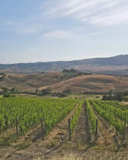 Italy, Tuscany, Terre de' Pepi - Volterra wines: sensorial emotions of an "LIVE farming"