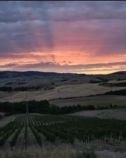 Italy, Tuscany, Terre de' Pepi - Volterra wines: sensorial emotions of an "LIVE farming"