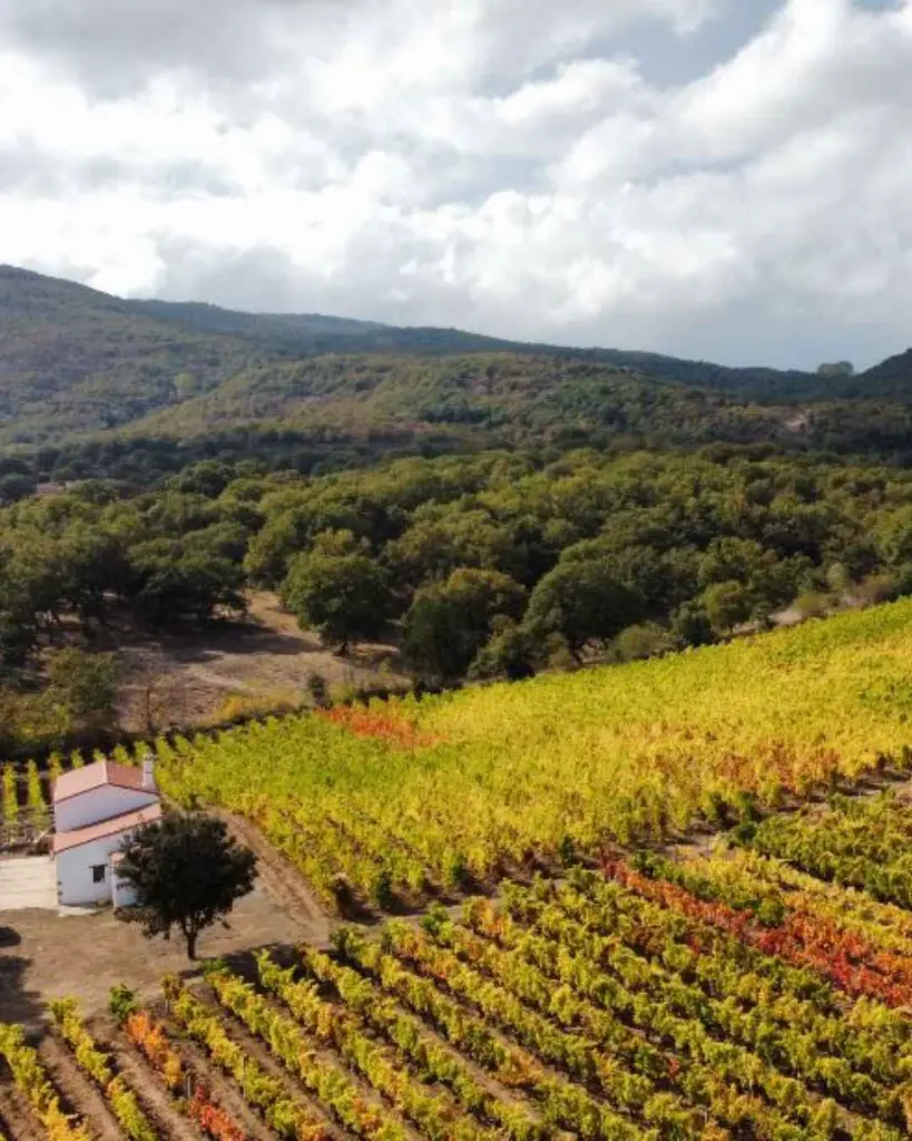 sardinia-cantina-giuseppe-sedilesu.webp