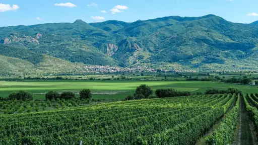 Bulgaria, Thracian Valley, From Plovdiv - Rural Flavours Experience: Academic Winery and Dairy Farm Visit