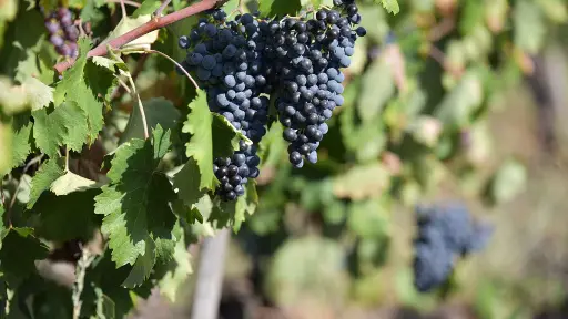Bulgaria, Thracian Valley, From Plovdiv - Rural Flavours Experience: Academic Winery and Dairy Farm Visit