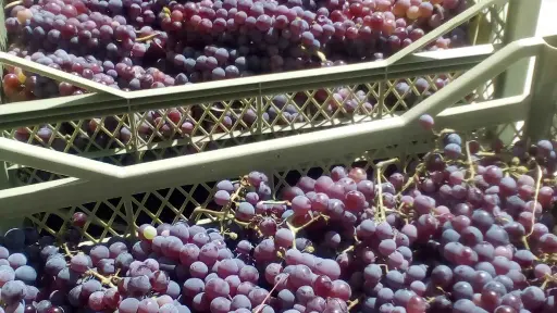 Bulgaria, Thracian Valley, From Plovdiv - Create Your Own Blend: Wine Workshop in the Countryside