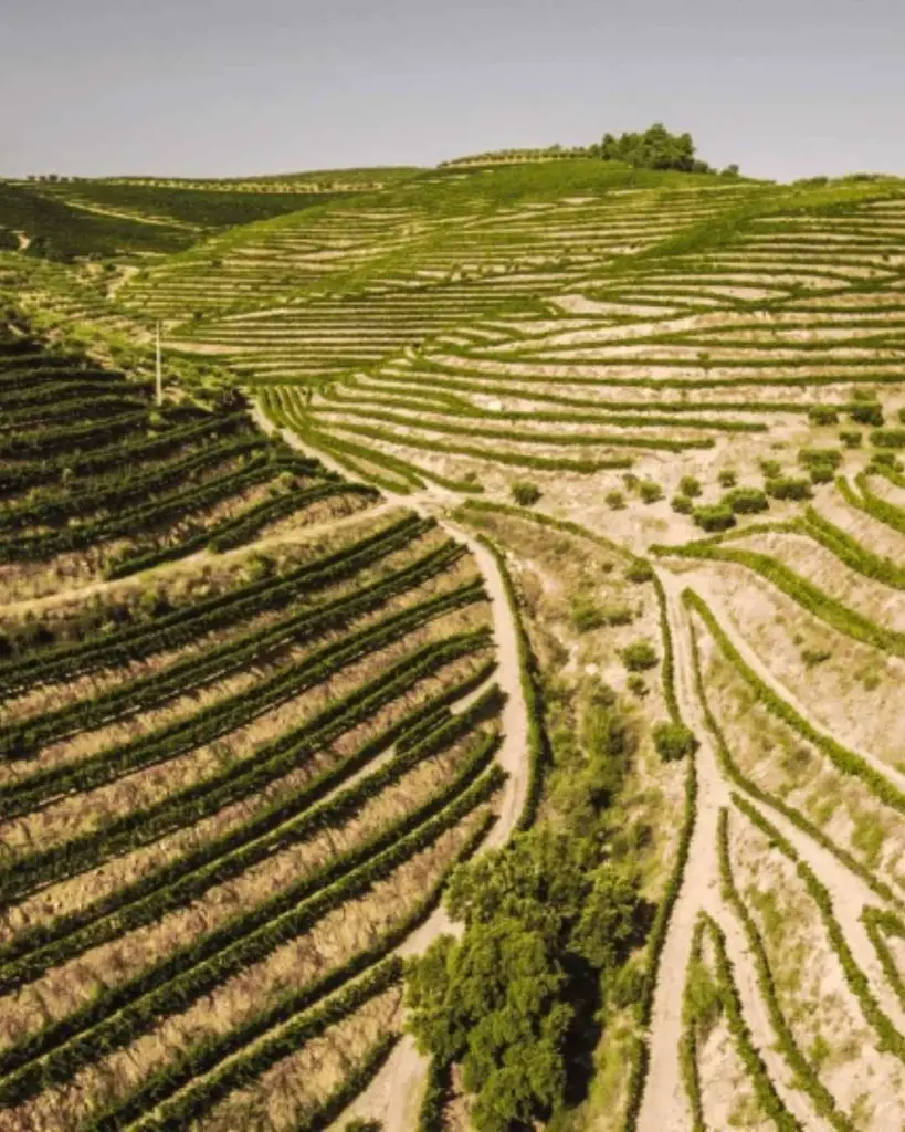 quinta-vale-daldeia-douro-vineyards-portugal.webp