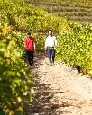 quinta-vale-daldeia-vineyard-walk-douro-portugal.webp