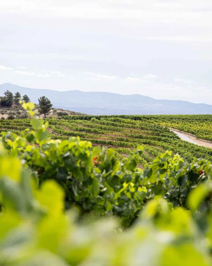 quinta-vale-daldeia-douro-portugal-vineyards.webp