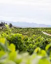 quinta-vale-daldeia-douro-portugal-vineyards.webp