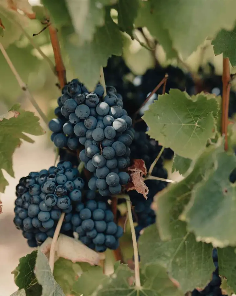 quinta-da-almiara-douro-vineyards-portugal.webp