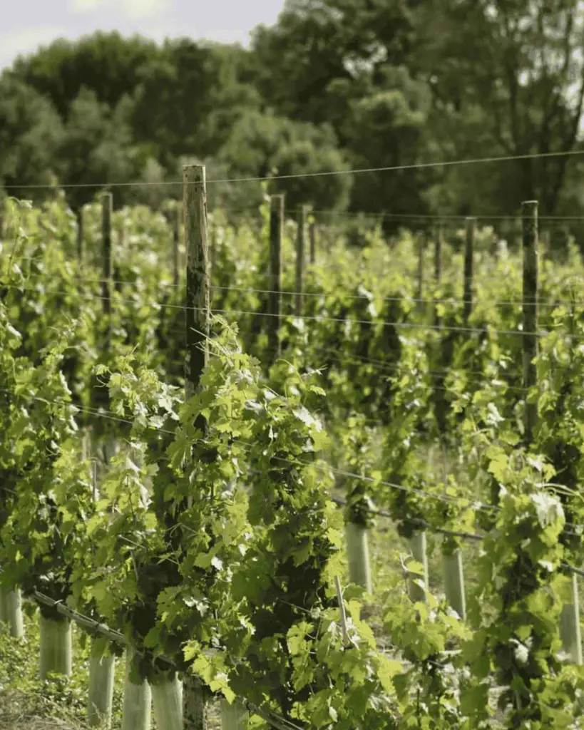 herdade-do-peru-vineyards-setubal-portugal.webp