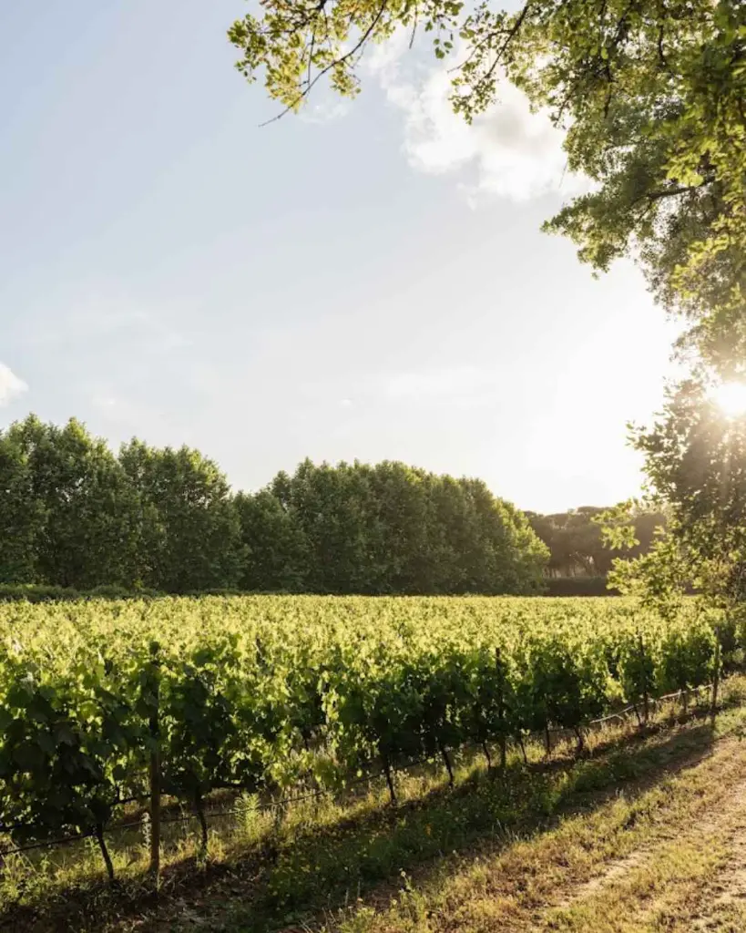 herdade-do-peru-vineyards-setubal-portugal.webp
