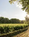 herdade-do-peru-vineyards-setubal-portugal.webp