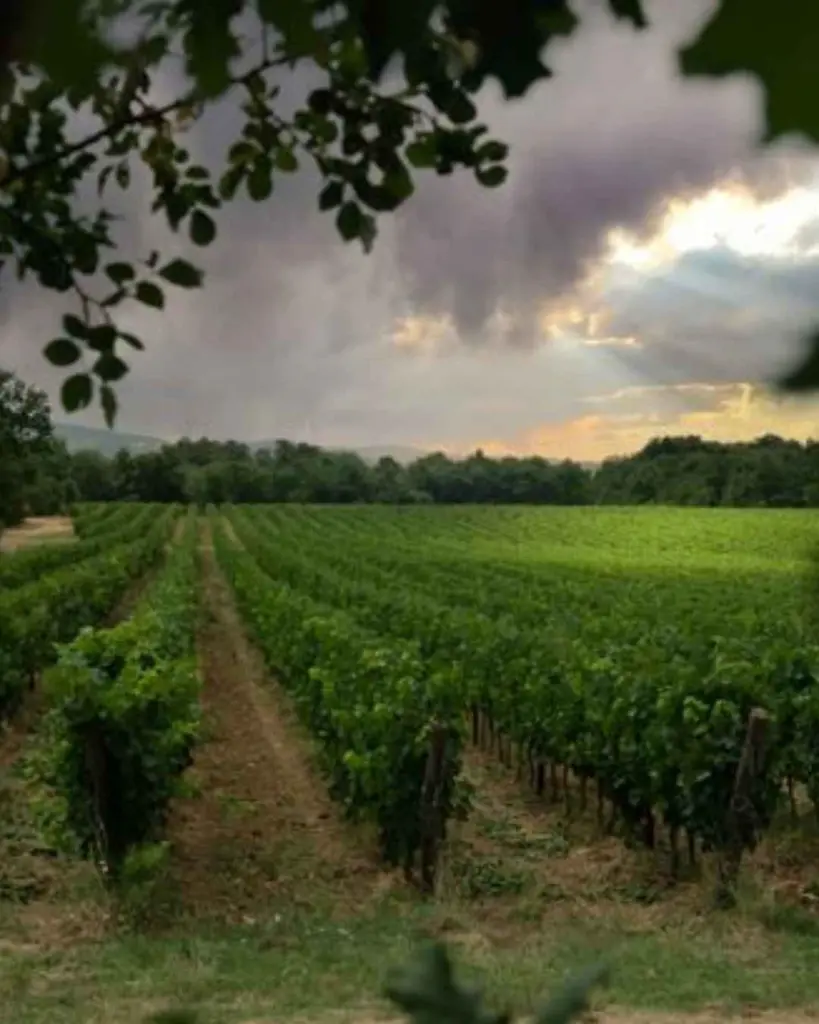 tenuta-sette-ponti-vineyards-tuscany.webp