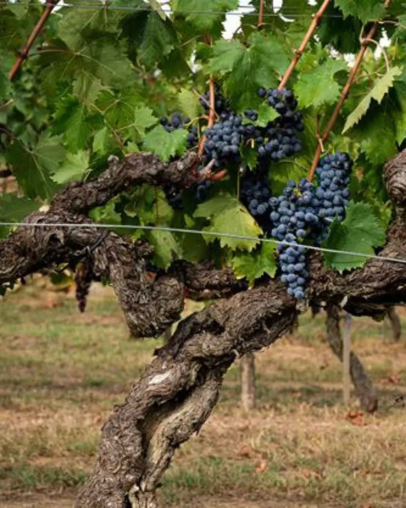 tenuta-sette-ponti-grapes-tuscany.webp