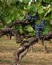 tenuta-sette-ponti-grapes-tuscany.webp