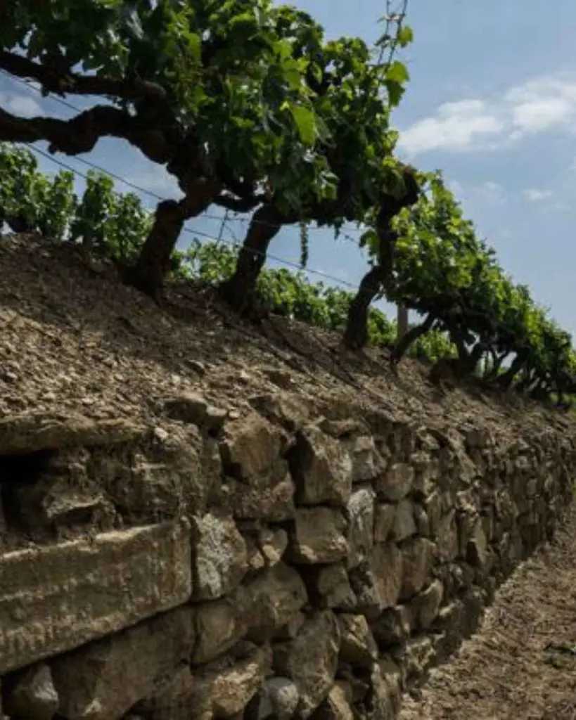 tenuta-sette-ponti-vineyard-tuscany.webp