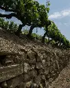 tenuta-sette-ponti-vineyard-tuscany.webp