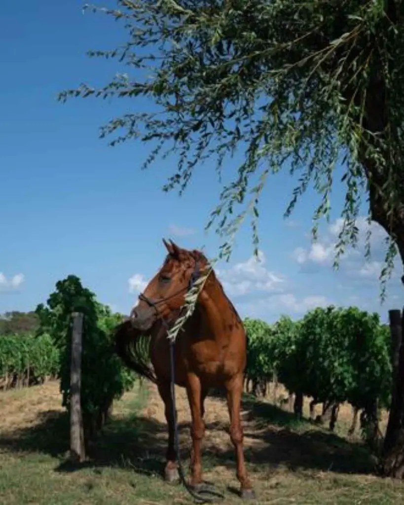 tenuta-sette-ponti-vineyard-tour-tuscany-italy.webp