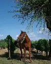 tenuta-sette-ponti-vineyard-tour-tuscany-italy.webp