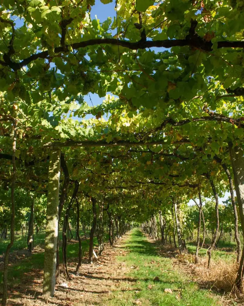 quinta-das-arcas-vinho-verde-vineyard-portugal.webp