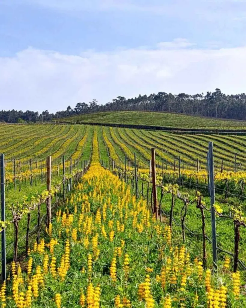 quinta-das-arcas-vinho-verde-vineyards-portugal.webp