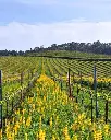 quinta-das-arcas-vinho-verde-vineyards-portugal.webp