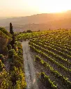 buccia-nera-vineyards-tuscany.webp